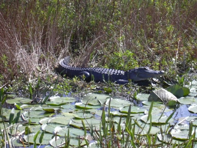 Florida Wildlife